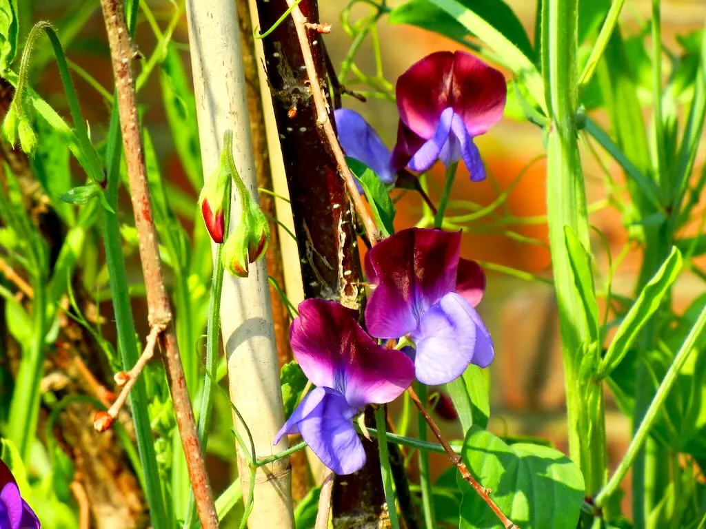 Lathyrus odoratus or Sweet Pea - Online Flower Garden Lathyrus odoratus or Sweet Pea
