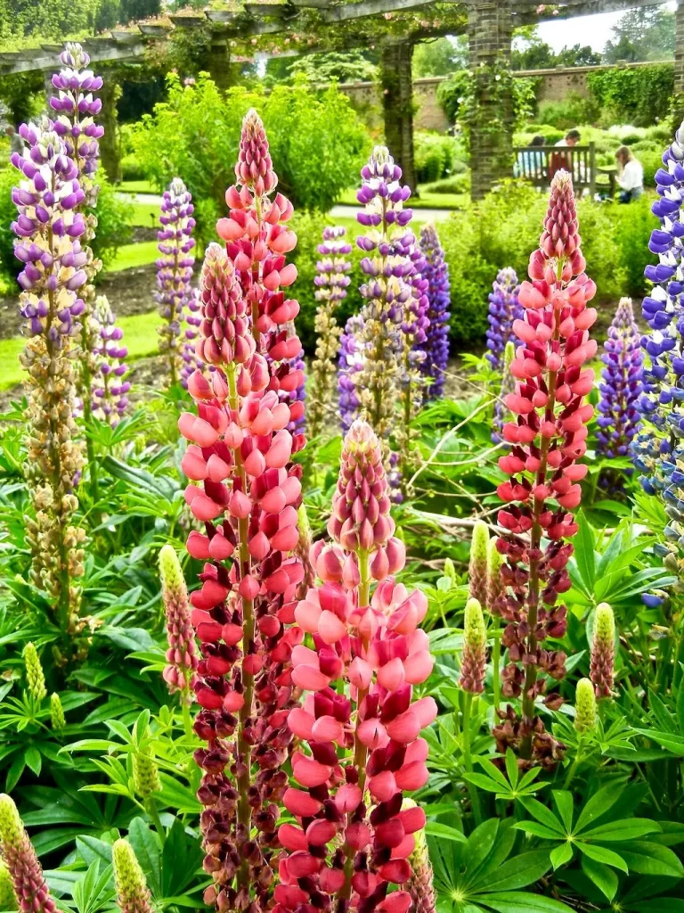Lupinus polyphyllus