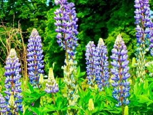 Lupinus polyphyllus