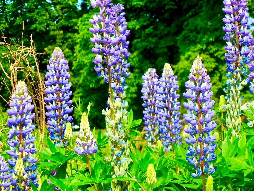Lupinus polyphyllus