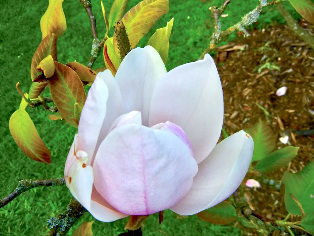 Magnolia