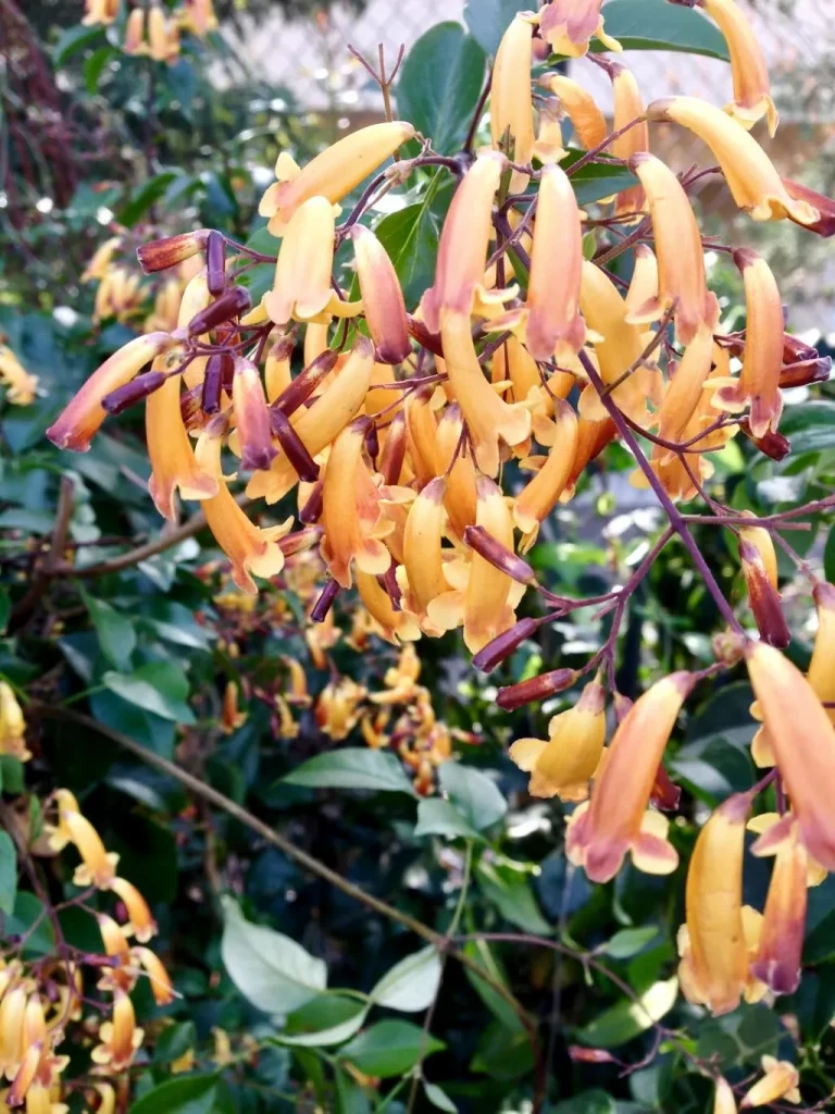 Pandorea pandorana