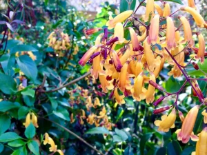 Pandorea pandorana