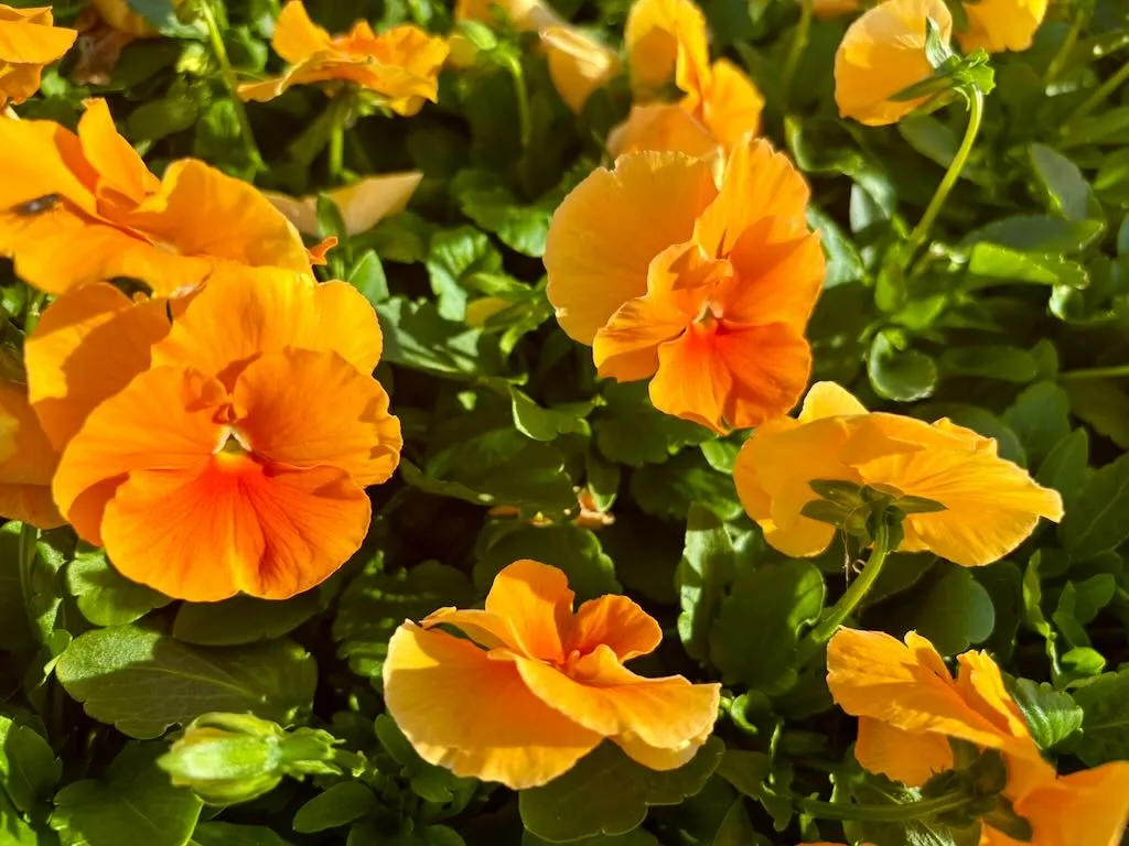 Pansy-1 - Online Flower Garden Pansy