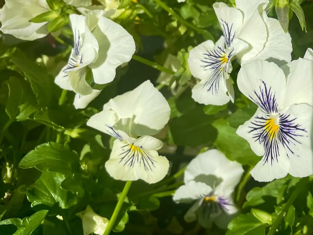 Pansy Cats Plus White - Online Flower Garden Pansy Pansies