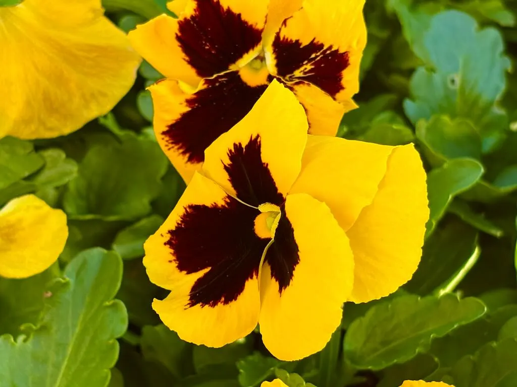 Pansy Majestic Yellow II Blotch - Online Flower Garden Pansy