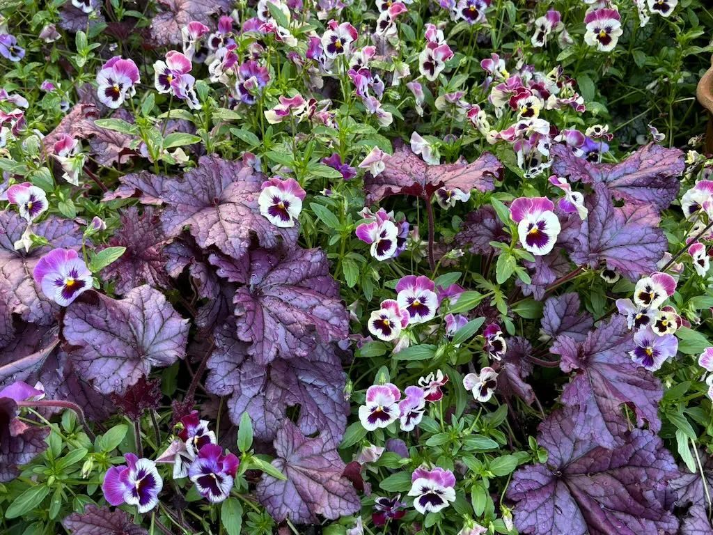Pansy Tricolor - Online Flower Garden Pansy