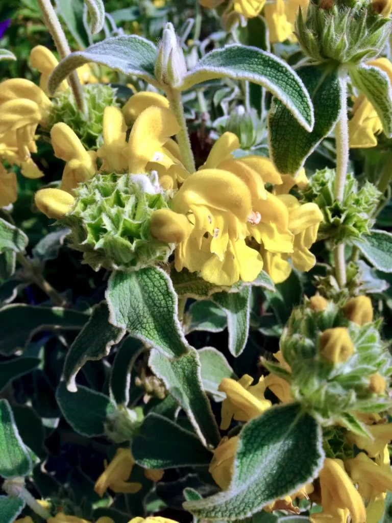 Phlomis fruticosa