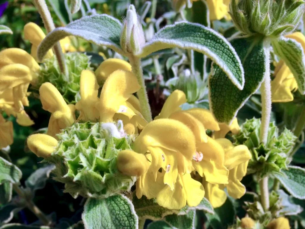 Phlomis fruticosa