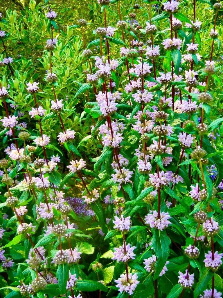 Phlomis tuberosa'Amazone'