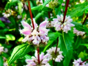 Phlomis tuberosa 'Amazone'