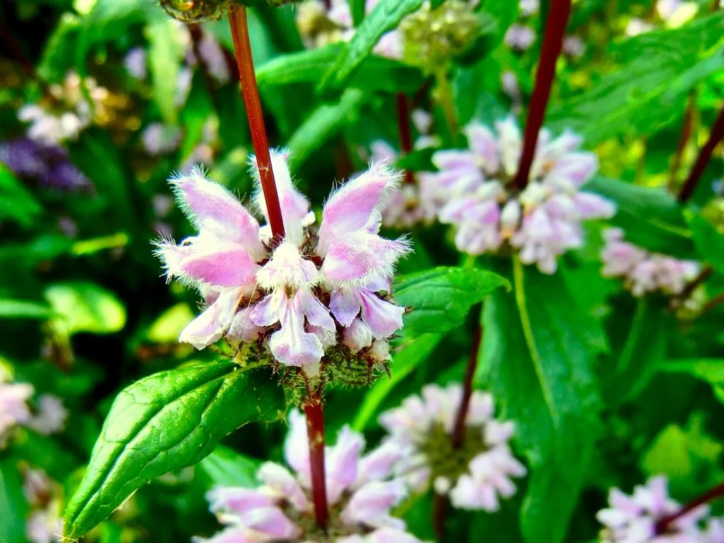 Phlomis tuberosa 'Amazone'