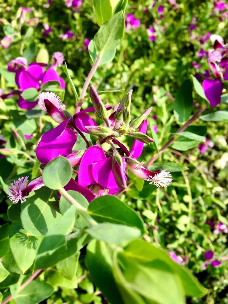 Polygala dalmaisiana