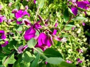 Polygala dalmaisiana