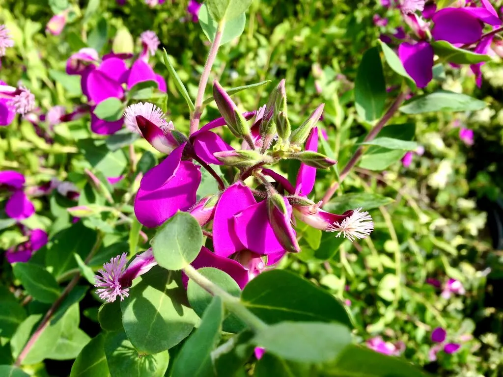 Polygala dalmaisiana