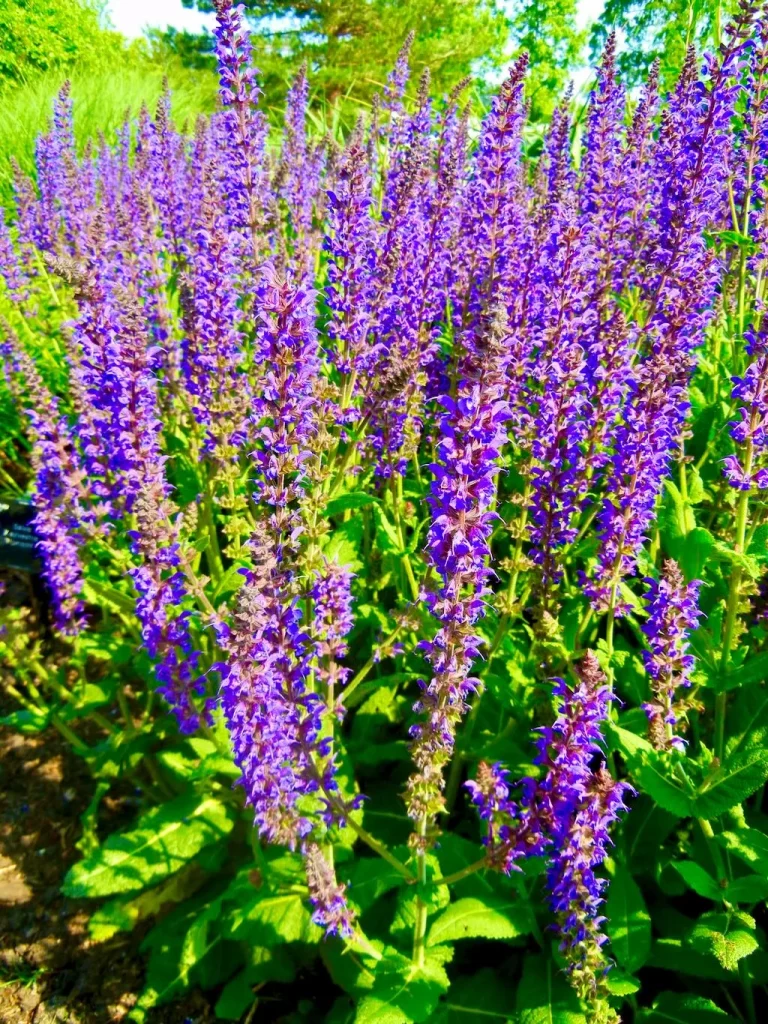 Salvia sylvestris Mainacht-1 - Online Flower Garden Salvia sylvestris'Mainacht'
