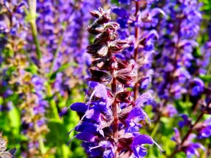 Salvia sylvestris 'Mainacht'