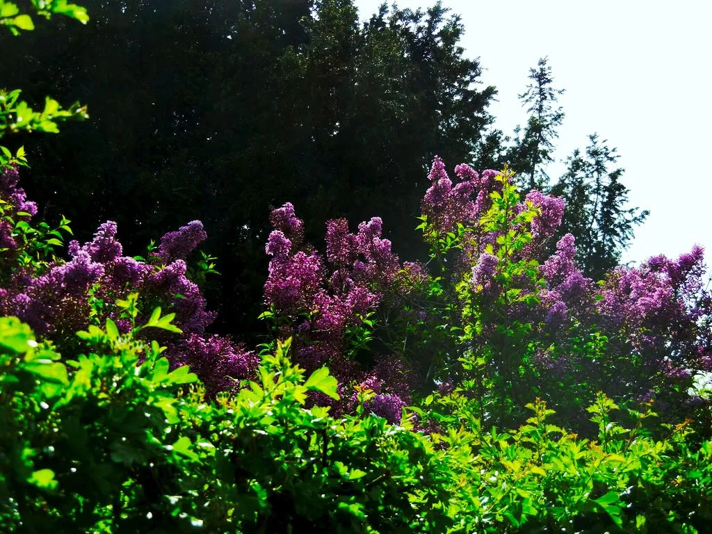 Syringa - Online Flower Garden Syringa, Lilac, Regent's Park in Spring
