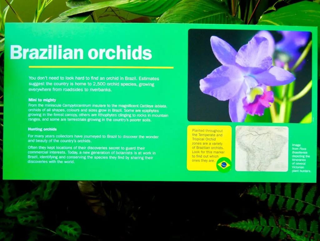 The Brazilian Orchid Exhibit at Kew Gardens 2016