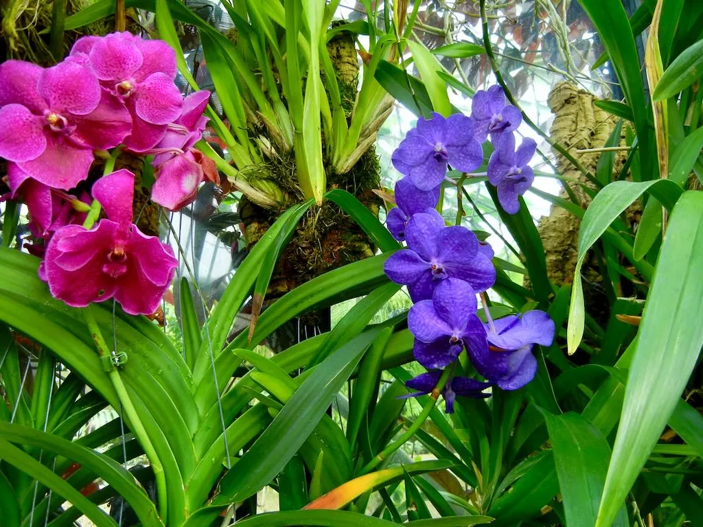 Vanda-Coerulea