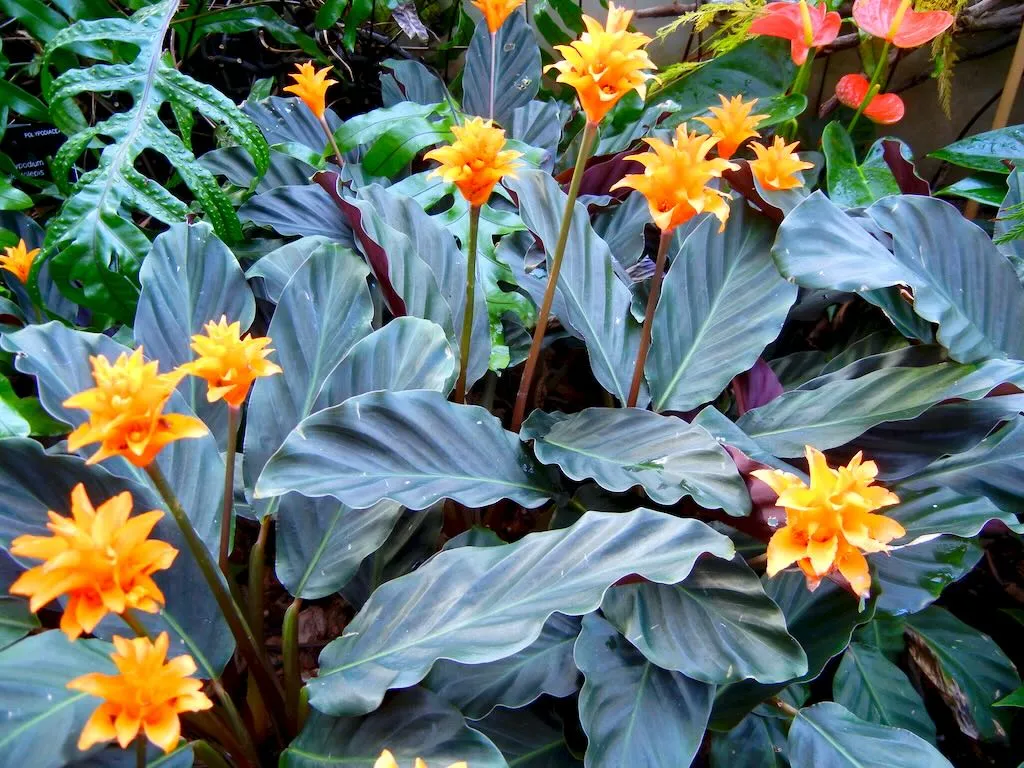 Calathea Crocata