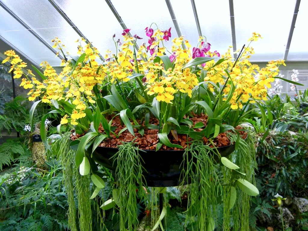 The Brazilian Orchid Exhibit at Kew Gardens 2016