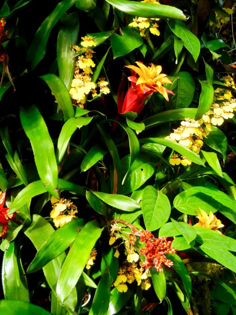The Brazilian Orchid Exhibit at Kew Gardens 2016