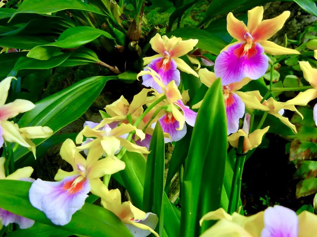 Epidendrum radicans The Brazilian Orchid Exhibit at Kew Gardens 2016