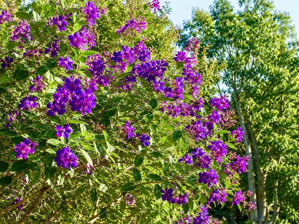 Tibouchina heteromalla