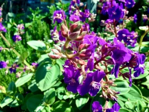 Tibouchina heteromalla