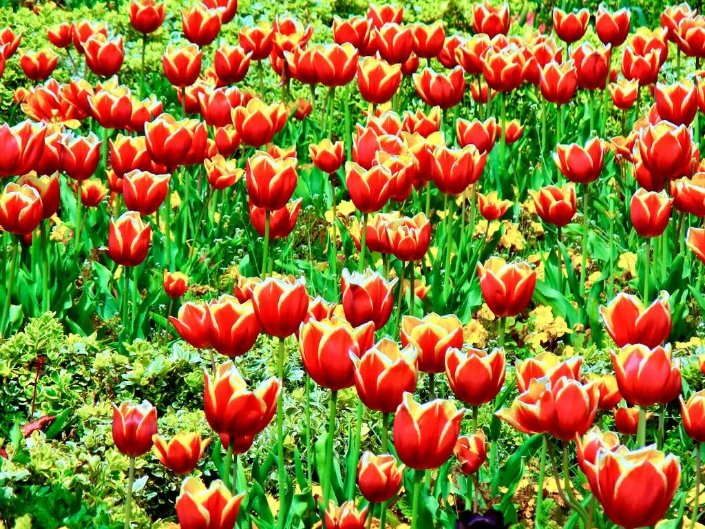 Tulips at Regents Park - Online Flower Garden Tulip Regent's Park in Spring