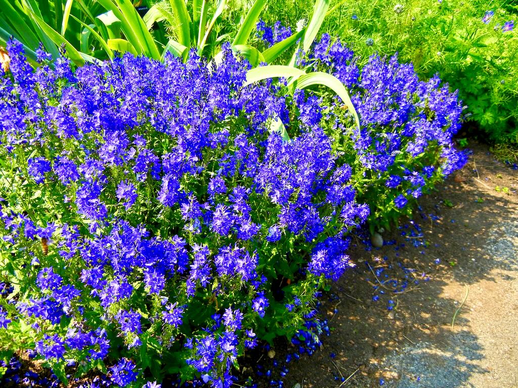 Veronica teucrium'Royal Blue'