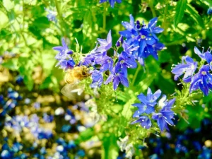 Veronica teucrium 'Royal Blue'