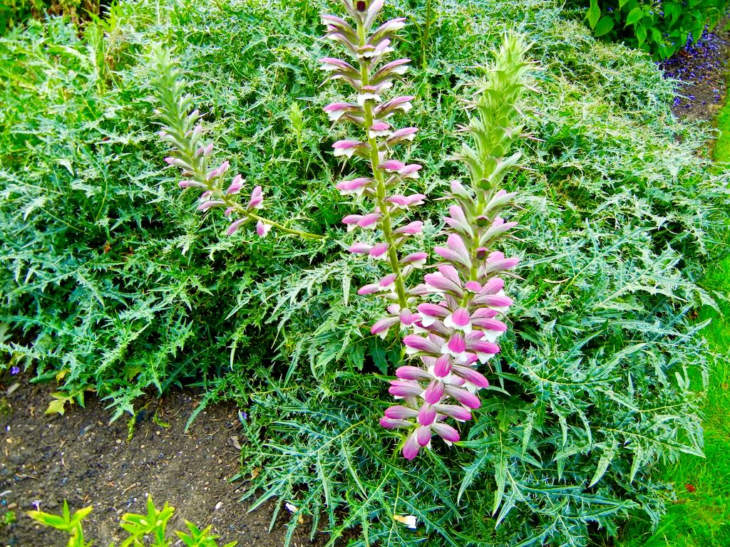Acanthus spinosus-1 - Online Flower Garden Acanthaceae Acanthus spinosus