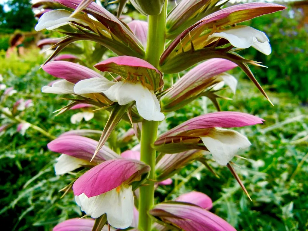 Acanthus spinosus