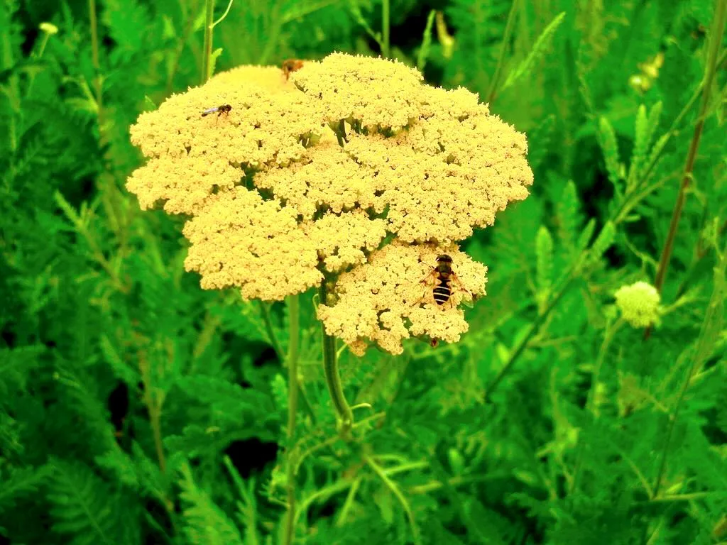 Achillea filipendulina 'Gold Plate'