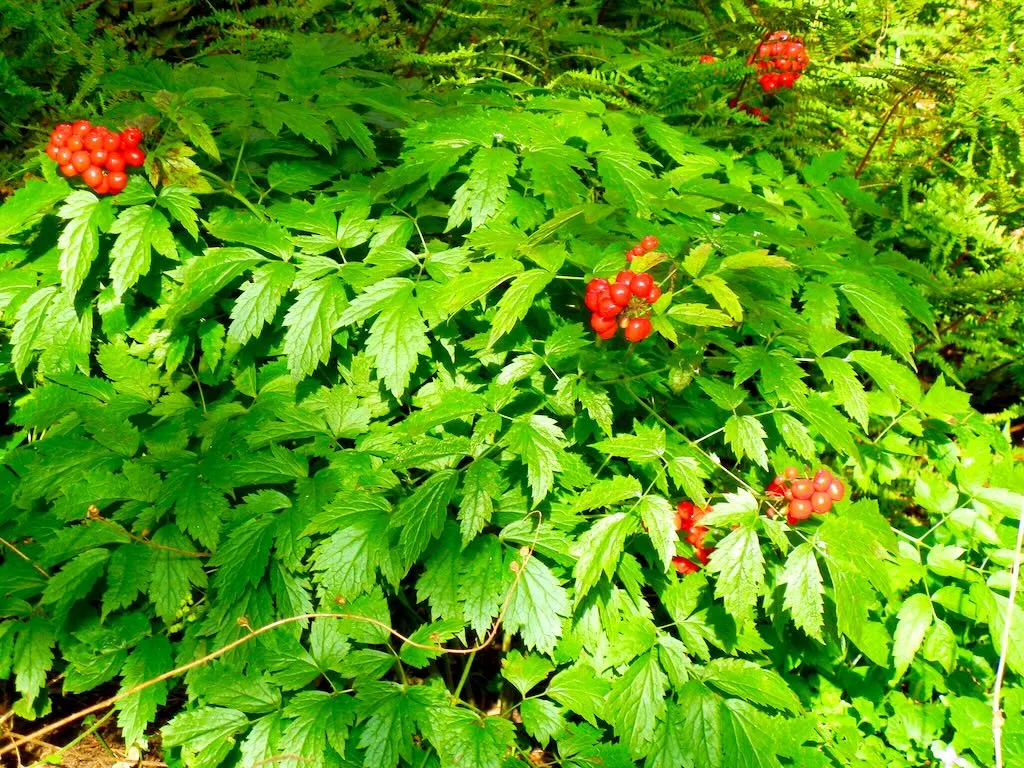 Actaea rubra