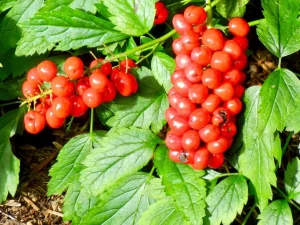 Actaea rubra