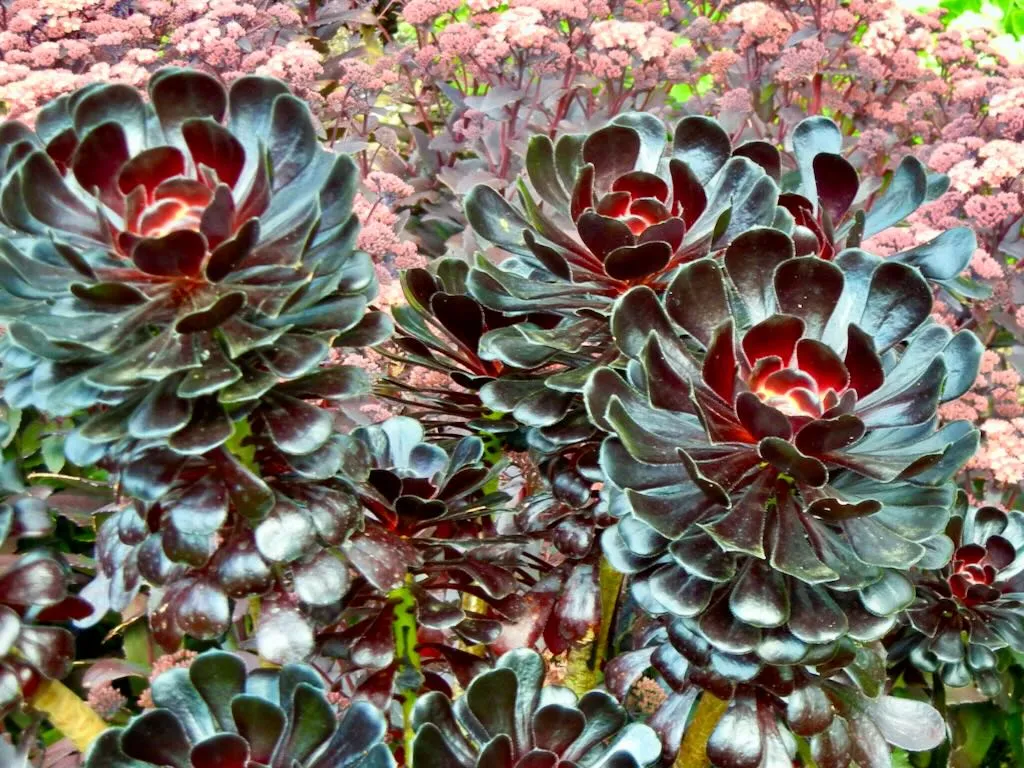 Aeonium arboreum'Atropurpureum'