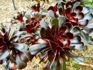 Aeonium arboreum 'Atropurpureum'
