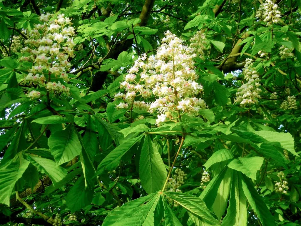 Aesculus hippocastanum - Online Flower Garden Sapindaceae Chestnut Tree, Hyde Park