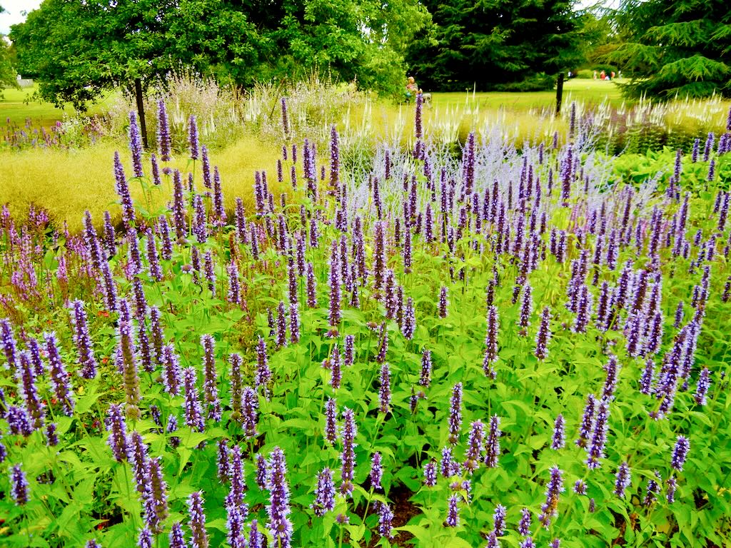 Agastache'Black Adder'
