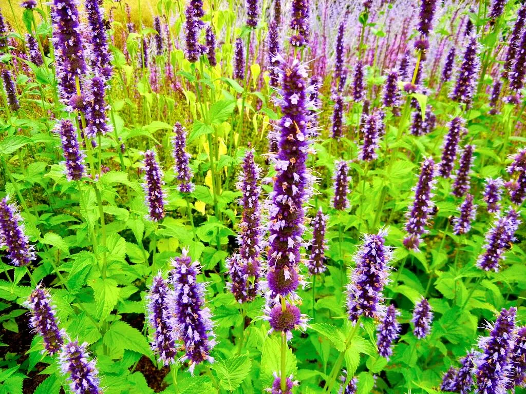 Agastache 'Black Adder'