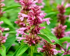 Agastache cana