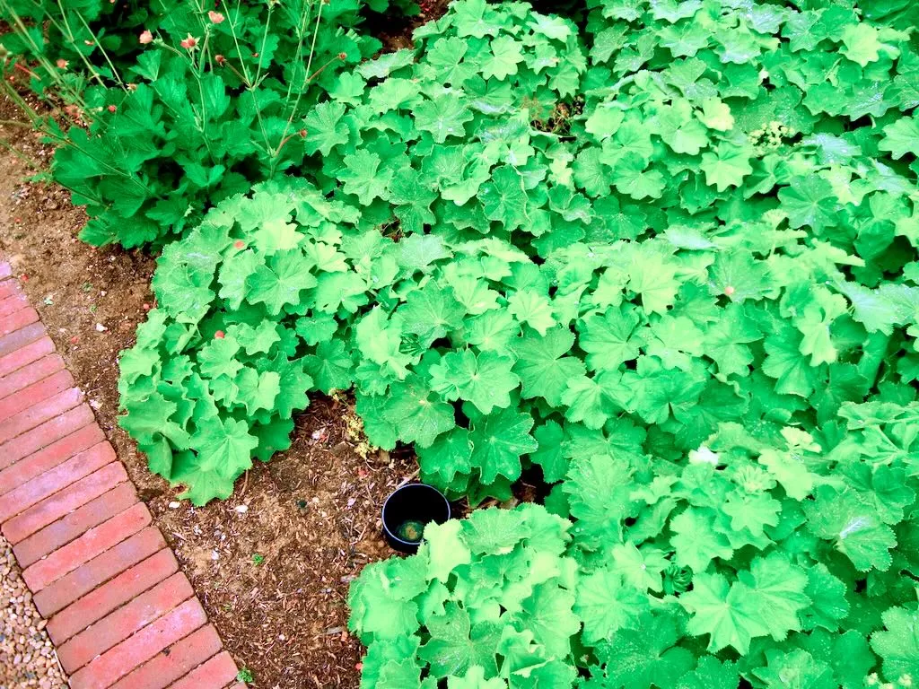 Alchemilla mollis