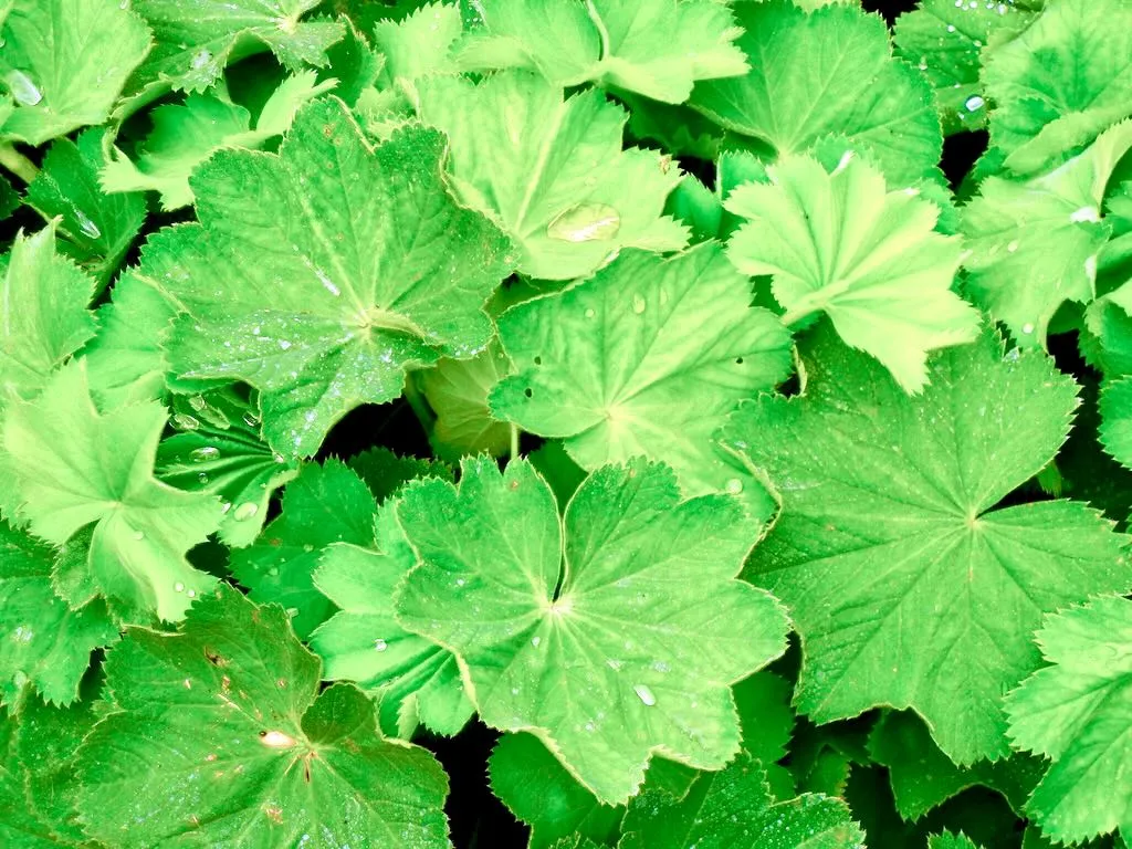 Alchemilla mollis