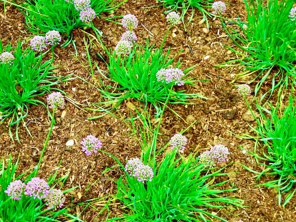 Allium senescens
