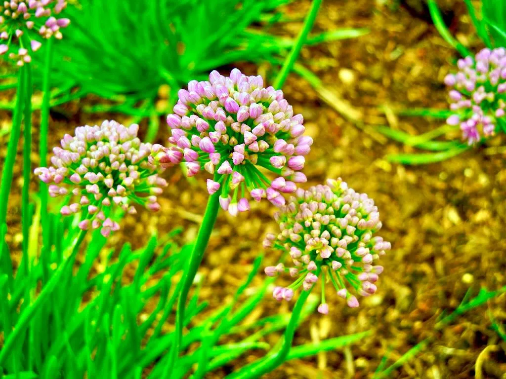 Allium senescens