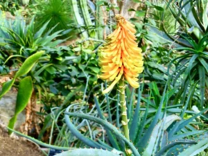 Aloe africana