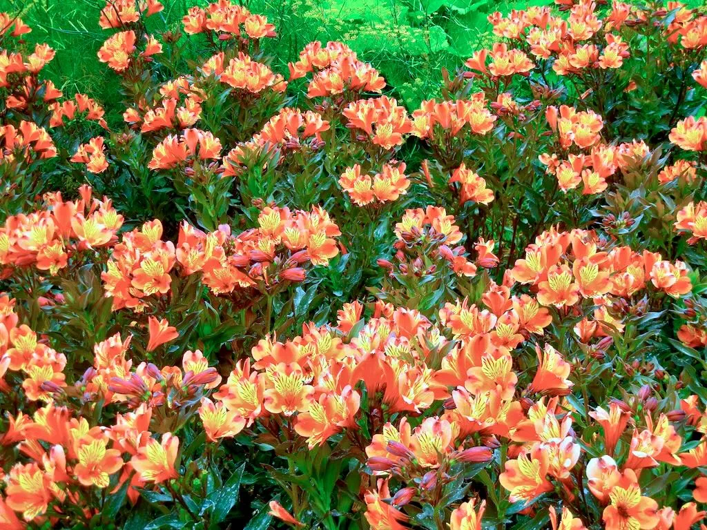 Alstroemeria Indian Summer-1 - Online Flower Garden Alstroemeria'Indian Summer'